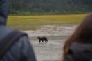 observació de fauna a Alaska